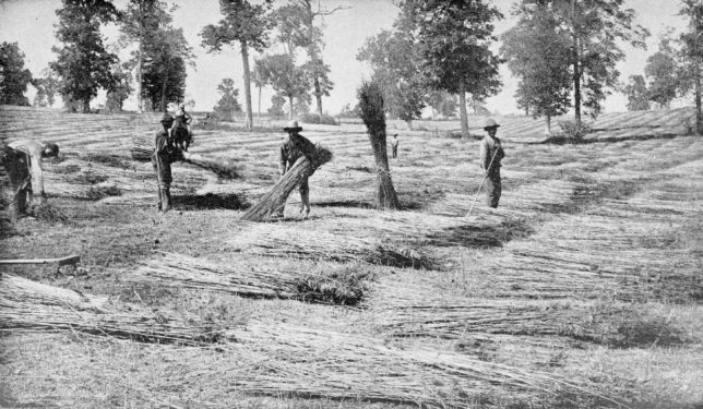 Spreading hemp in Kentucky