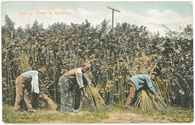 Cutting hemp in Kentucky