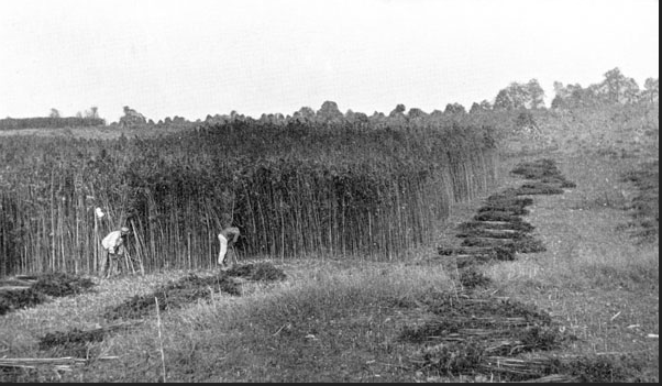 hemp in Kentucky