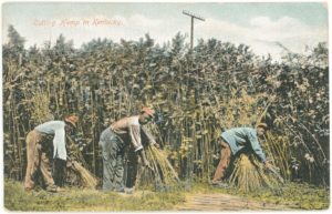 Cutting hemp in Kentucky